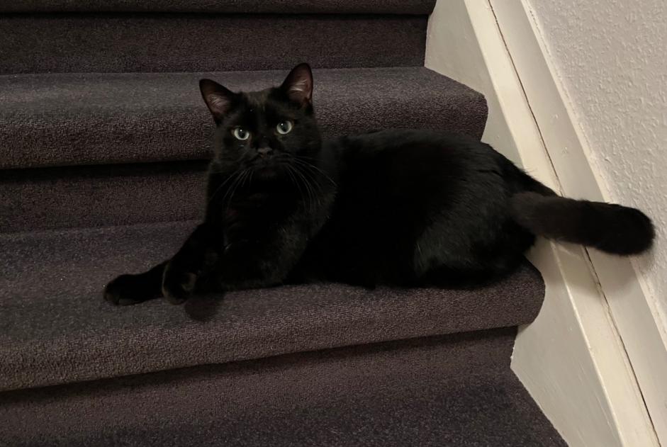Disappearance alert Cat Male , 6 years Jüchen Germany Disappearance alert Cat Male , 6 years Jüchen Germany